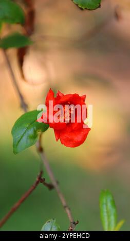 Primo piano di un fiore di melograno rosso in un ambiente naturale vivace Foto Stock