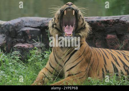 una tigre di sumatra giace nel cespuglio con la bocca spalancata Foto Stock