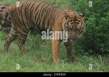 Una tigre di sumatra cammina nel Bush a mezzogiorno Foto Stock
