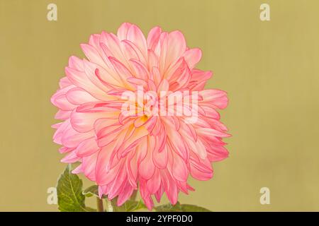 Dahlia "sincerità", tipo decorativo Foto Stock