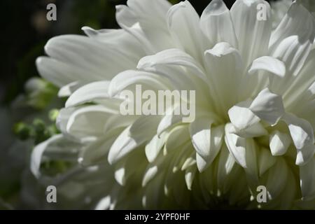 Crisantemo bianco fiore Foto Stock