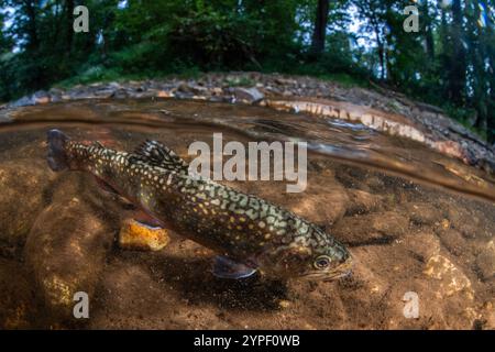 Una trota di ruscello (Salvelinus fontinalis) nelle acque pulite di un fiume d'acqua dolce nelle montagne della catena Blu della Carolina del Nord occidentale, Stati Uniti. Foto Stock