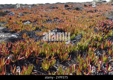 Il Carpobrotus edulis è una pianta macinata che strizza con foglie succulente Foto Stock