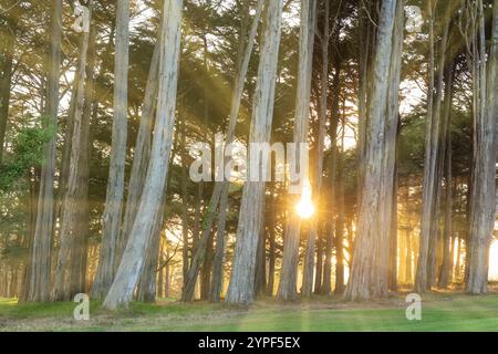 Il sole si diffonde tra gli alberi di cipresso di Monterey. Il Presidio di San Francisco, California. Foto Stock