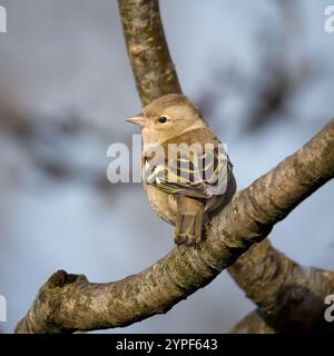 lo chaffinch femminile è appollaiato su un ramo. Sta guardando a sinistra per dare una vista del profilo della sua testa. C'è spazio per copiare il testo intorno all'uccello Foto Stock