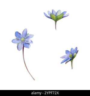 Fiori primaverili, hepatica blu Forget-me-not liverwort effemera su steli, disegnati a mano in acquerello. Illustrazione a oggetto singolo isolata su Foto Stock