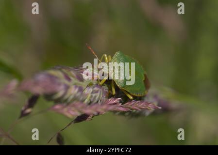 Un Bug Green Shield (Palomena prasina) su una testa di fiori d'erba. Foto Stock