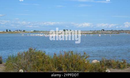 Fenicotteri in una laguna del Delta dell'Ebro (Spagna) Foto Stock