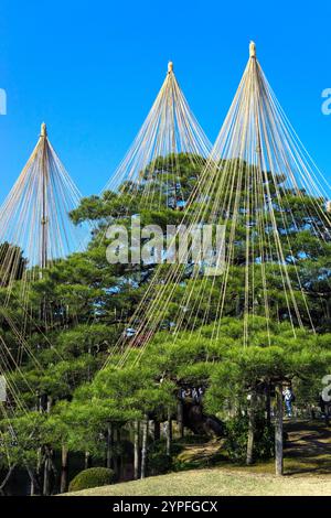 Corde Yukitsuri per proteggere gli alberi dalla neve (Kanazawa/Giappone) Foto Stock