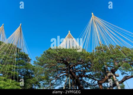 Corde Yukitsuri per proteggere gli alberi dalla neve (Kanazawa/Giappone) Foto Stock