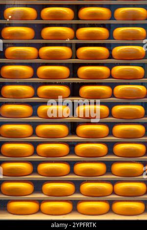Forme di formaggio giallo cucite dai Paesi Bassi in una vetrina Foto Stock