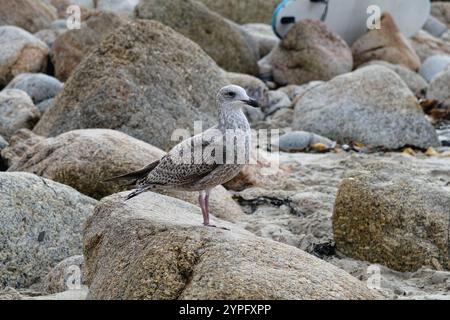 Un gabbiano immaturo di aringa larus argentatus arroccato su rocce sulla costa della Cornovaglia Foto Stock