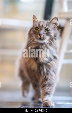 Vecchio gatto della foresta norvegese grigio e peloso. Foto Stock