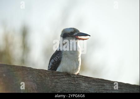 Un kookaburra arroccato su una rustica superficie in legno sotto un cielo blu brillante. Concetto di fauna selvatica. Natura Foto Stock