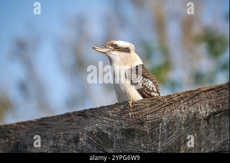 Un kookaburra arroccato su una rustica superficie in legno sotto un cielo blu brillante. Concetto di fauna selvatica. Natura Foto Stock