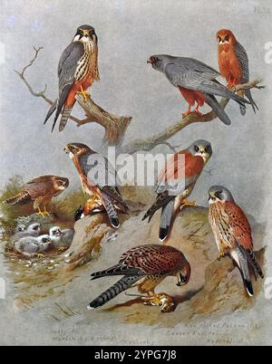 Hobby (Falco subbuteo), Falco dal piede rosso (Falco vespertinus), Merlino (Falco columbarius), Lesser Kestrel (Falco naumanni), Kestrel (Falco tinnunculus), illustrazione d'acquerello vintage del 1915. Originale dell'artista scozzese Archibald Thorburn. Foto Stock