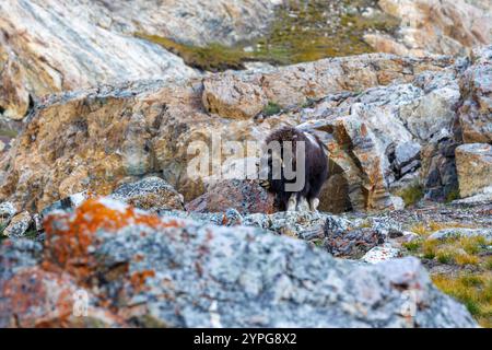 Musk bue, Ovibos moschatus, nella tundra di montagna del Geologfjord, nel Parco Nazionale della Groenlandia nord-orientale. Un erbivoro che si nutre dell'erba, del muschio Foto Stock