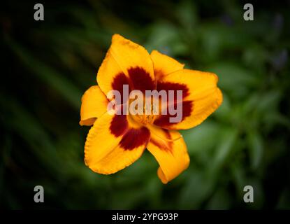 Un solo fiore di giglio giallo, con foglie verde scuro sullo sfondo Foto Stock