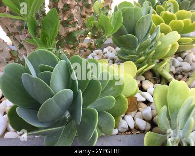 Varie piante succulente mostrano i loro vibranti colori verdi in un giardino esterno ben tenuto. Questo ambiente tranquillo è caratterizzato da pietre bianche lisce Foto Stock