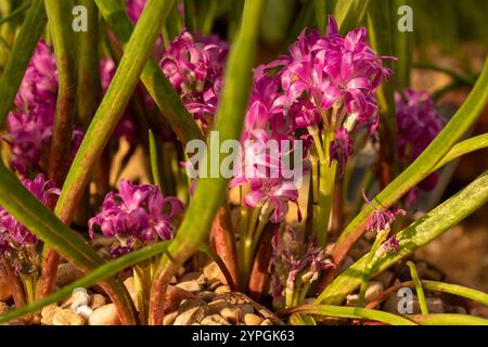 Incantevole Lachenalia paucifolia, mantello a pochi fiori. Primo piano naturale, ritratto di piante fiorite. Incantevole, esotica, espressiva, squisita, audace Foto Stock