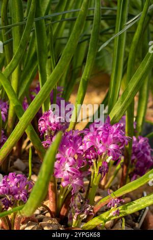 Incantevole Lachenalia paucifolia, mantello a pochi fiori. Primo piano naturale, ritratto di piante fiorite. Incantevole, esotica, espressiva, squisita, audace Foto Stock