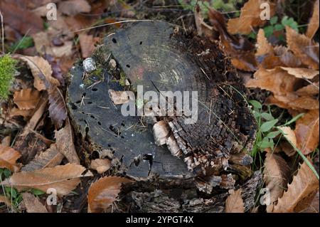 Tronco marcio in una foresta delle Alpi marittime (Cuneo, Piemonte, Italia) Foto Stock