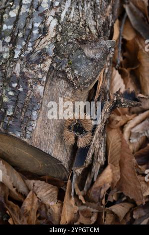 Tronco marcio in una foresta delle Alpi marittime (Cuneo, Piemonte, Italia) Foto Stock