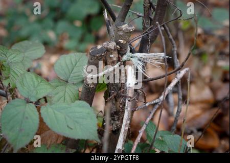 Tronco marcio in una foresta delle Alpi marittime (Cuneo, Piemonte, Italia) Foto Stock