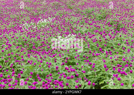 Gomphrena globosa, conosciuta anche come amaranto globo, che fiorisce in un tranquillo parco, Un vivace campo di fiori viola che mostra la bellezza della natura Foto Stock