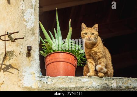 Gatto di zenzero seduto accanto a una pianta in una finestra nel centro storico di Corfù, in Grecia Foto Stock