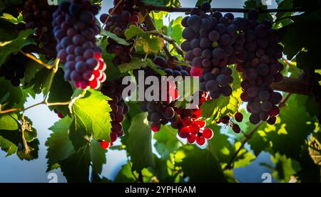 Diversi grandi grappoli d'uva, illuminati dal sole che tramonta. Foto Stock