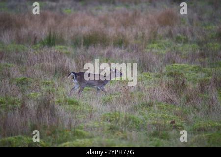 Petworth House Deer Park Foto Stock