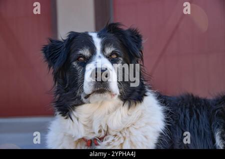 Un cane bianco e nero che si rilassa, sdraiato nel vialetto in una giornata di sole autunnale in Colorado, Stati Uniti Foto Stock