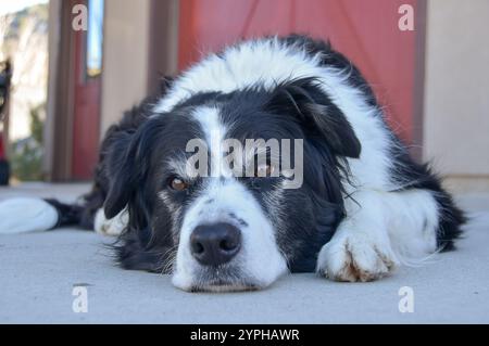 Un cane bianco e nero che si rilassa, sdraiato nel vialetto in una giornata di sole autunnale in Colorado, Stati Uniti Foto Stock