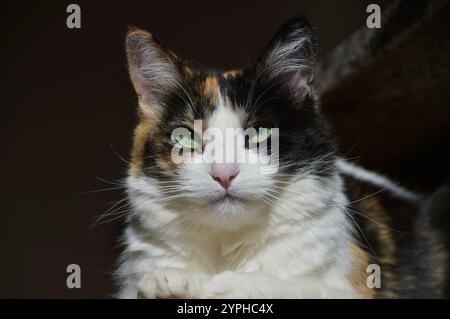 Gatto calico arancione, nero e bianco che giace sotto il sole in una giornata di sole autunnale in Colorado, Stati Uniti Foto Stock