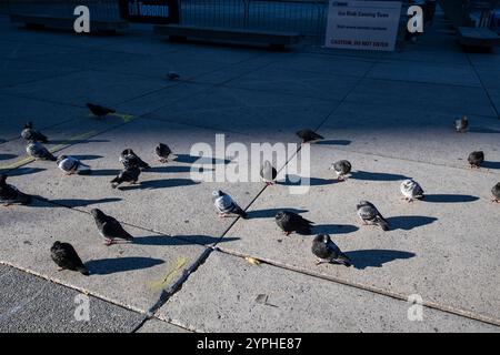 Pigeons known as rats of the sky standing by the rink at Nathan Phillips Square in downtown Toronto, Ontario, Canada Stock Photo