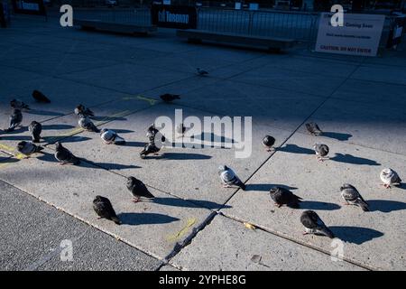 Piccioni noti come ratti del cielo in piedi vicino alla pista di pattinaggio di Nathan Phillips Square nel centro di Toronto, Ontario, Canada Foto Stock