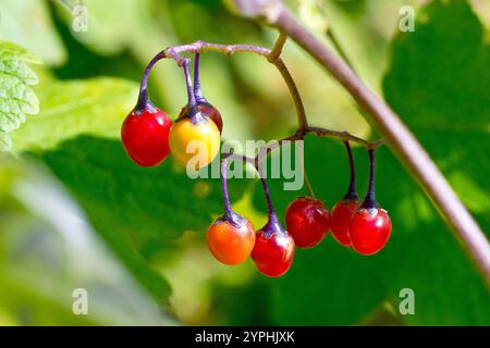 Dolce amaro o Woody Nightshade (solanum dulcamara), primo piano delle bacche rosse dell'arbusto che maturano al sole della tarda estate. Foto Stock