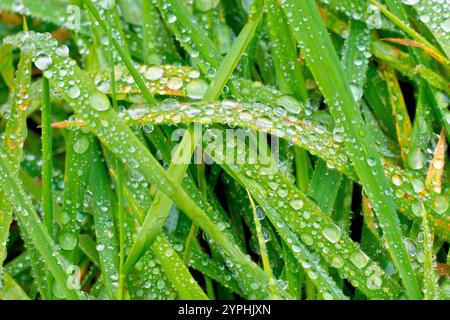 Primo piano delle lame d'erba ricoperte di goccioline d'acqua dopo una doccia leggera. Foto Stock