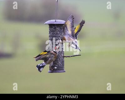 European Goldfinch (Carduelis carduelis), due uccelli adulti che combattono e litigano sul cibo, presso la stazione di alimentazione degli uccelli, Assia, Germania, Europa Foto Stock