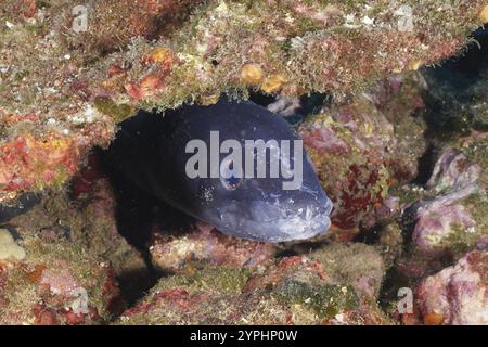 Un'anguilla nera (Conger conger) si affaccia fuori dal suo buco sul fondo marino nel Mar Mediterraneo vicino a Hyeres. Relitto del sito di immersione le Vapeur, Giens peninsu Foto Stock