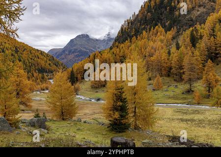 Susasca selvatica all'Alp Pra Dadoura, torrente sotto il passo Flueela, Val Susaca, S-chanf, Engadina, Grigioni, Svizzera, Europa Foto Stock