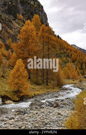 Susasca selvatica, torrente sotto il passo Flueela, Val Susaca, S-chanf, Engadina, Graubuenden, Svizzera, Europa Foto Stock