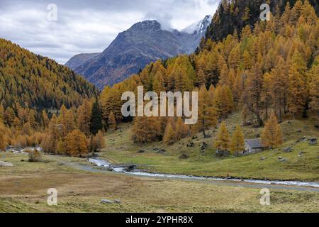 Susasca selvatica, torrente sotto il passo Flueela, Val Susaca, S-chanf, Engadina, Graubuenden, Svizzera, Europa Foto Stock