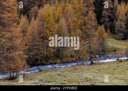 Susasca selvatica, torrente sotto il passo Flueela, Val Susaca, S-chanf, Engadina, Graubuenden, Svizzera, Europa Foto Stock