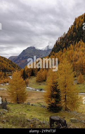 Susasca selvatica all'Alp Pra Dadoura, torrente sotto il passo Flueela, Val Susaca, S-chanf, Engadina, Grigioni, Svizzera, Europa Foto Stock