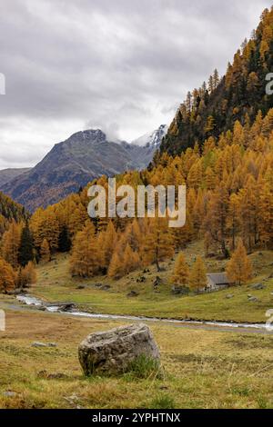 Susasca selvatica all'Alp Pra Dadoura, torrente sotto il passo Flueela, Val Susaca, S-chanf, Engadina, Grigioni, Svizzera, Europa Foto Stock