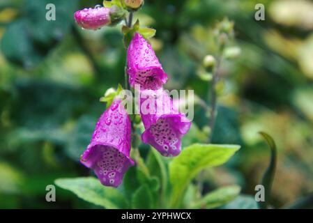 Primo piano del fiore Purple Foxglove (digitalis purpurea) bagnato dalle gocce di pioggia, un piccolo ragno arroccato all'interno di una fioritura, con un lussureggiante fogliame verde. Foto Stock
