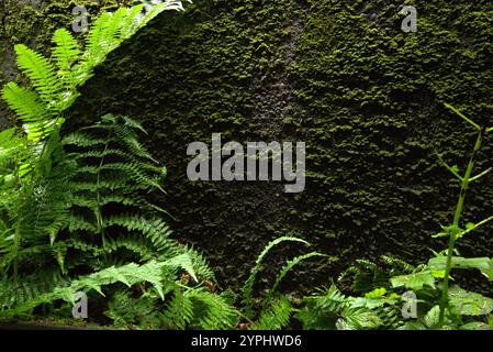Primo piano di felci, molto probabilmente Bracken comune (Pteridium aquilinum), che cresce proprio accanto a una parete esterna in cemento. Foto Stock