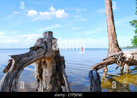 Pescatore costiero a riva con spazio per fotocopie. Alberi in primo piano con il tempo. Foto Stock